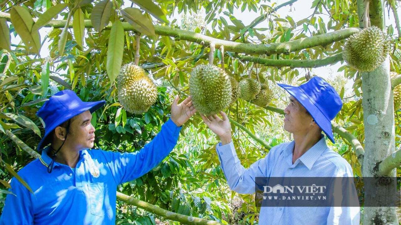 Nông dân chăm sóc vườn sầu riêng sắp thu hoạch ở pường Tân An, tỉnh Đắk Lắk. Ảnh: Công Nam