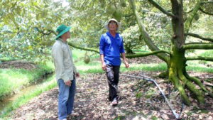 Một vườn sầu riêng của nông dân tỉnh Tây Ninh. Ảnh: Nguyên Vỹ